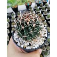 ราคา กระบองเพชร​ ฮามาโตะ [Hamatocactus setispinus ]​ (12217530629)