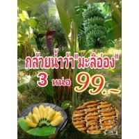 ราคา หน่อกล้วยน้ำว้ามะลิอ่อง 3 หน่อ 99 บาท (29939169794)