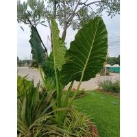 ราคา ต้นพันธุ์ บอนกระดาด ต้นกระดาด บอนกระดาดยักษ์ ถุงดำพร้อมปลูก 39บาท ต้นใหญ่มาก กระดาด บอนกระดาด (42500505440)