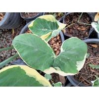 ราคา ถุงเงินถุงทองต้นละ20 (2981889081)