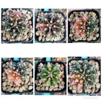 ราคา Gymnocalycium Mihanovichii ด่าง ,ยิมโนด่าง (7967890963)