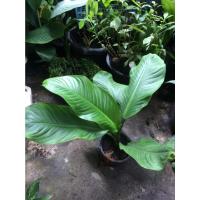 ราคา ต้นเศรษฐีวิลสัน ต้นไม้แห่งโชคลาภ ไม้มงคล เศรษฐีวินสัน (21254497007)