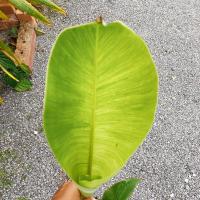 ราคา กล้วยน้ำว้าด่างน้อย กล้วยด่าง (9363214058)