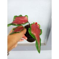 ราคา บอนสีดาบฟ้าฟื้น บอนเก่า กระถาง4" (16695174128)