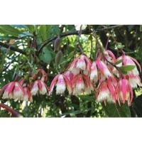 ราคา ต้นกระดิ่งนางฟ้าไม้ให้ร่มเงา (12501353789)