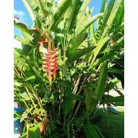 ราคา หน่อธรรมรักษา (เฮลิโคเนีย) (19544944461)