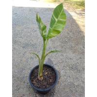 ราคา กล้วยตานีด่าง กล้วยด่างเทพลายจัดทุกใบ กล้วยตานีด่างลงก้านถึงต้น (13889907406)