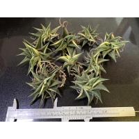 ราคา ไม้ด่าง ม้าเวียนด่าง Haworthia ขนาด 6-7 ซม. รากยาวแข็งแรง (5279467704)