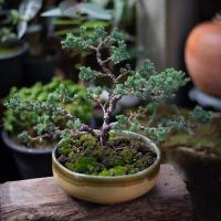ราคา บอนไซสนญี่ปุ่น พร้อมกระถางเซรามิค (15757267987)