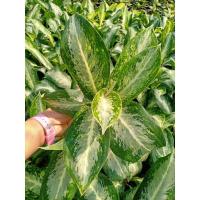 ราคา ต้นบัลลังก์เงิน อโกลนีมา ไม้มงคล ไม้เก่าสะสม กระถาง 5-6 นิ้ว (14150613552)