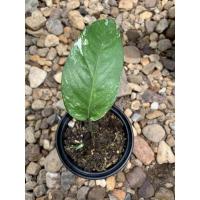 ราคา อิพิด่างขาว อิพิ อิพิขาว (10028961502)