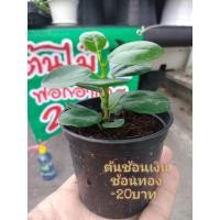 ราคา ต้นช้อน​เงิน​ช้อน​ทอง​ (5487120713)
