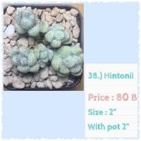 ราคา Sedum hintonii กุหลาบหิน ไม้อวบน้ำ succulent (11120941277)