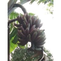 ราคา หน่อกล้วยนากยักษ์นากเแดง กล้วยชื่อเป็นมงคล ตัดที่ความยาว30-60ซม (13348687660)