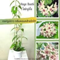 ราคา Hoya Buotii โฮย่าบูติไอ ดอกสีครีม มีกลิ่นหอม ไม้แขวนประดับ (12010515849)