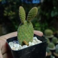 ราคา หูกระต่ายแคคตัส (5156334443)