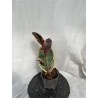 ราคา ต้นยางอินเดียด่างชมพูด่างขาว 150 บาทเท่านั้น (12203288523)