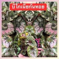ราคา บีโกเนียสวยๆ บีโกเนียก้นหอย ลายใบจุดสวยมากๆ เลี้ยงง่ายจัดส่งทั้งกระถาง (12482984604)