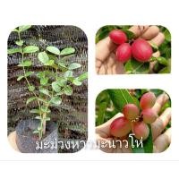 ราคา มะม่วงหาวมะนาวโห่เพาะเมล็ดในถุงชำ (25429104360)