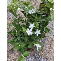 ราคา ต้นพุดพิชญา ไม้มงคล (ยกกระถาง 6 นิ้ว สั่ง 5 ต้นขึ้นไป ) (5244714673)