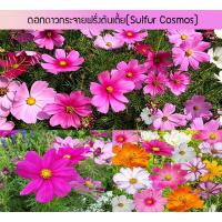 ราคา เมล็ดพันธุ์ ดอกดาวกระจายฝรั่งต้นเตี้ย (Sulfur Cosmos) 50 เมล็ด ปลูกง่าย ปลูกได้ทั่วไทย (7257506661)