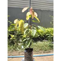 ราคา ต้นคีเปล สูงประมาน60ซม. (18417613182)