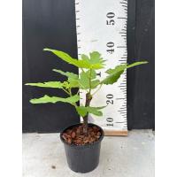 ราคา มะเดื่อฝรั่ง Fig พันธุ์ Bourjasott Noir (25834908884)