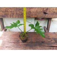 ราคา [5ต้น]ฟิโลเดนดรอนกระถาง4นิ้วสูง9นิ้ว philodendronใบมะละกอ ฟิโลเดนดรอน เซลลอม Philodendron Selloum ไม้ฟอกอากาศ (12642165641)