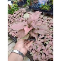 ราคา (1กระถาง) ต้น ต้นออมชมพู ออมชมพู fadel (10714497833)