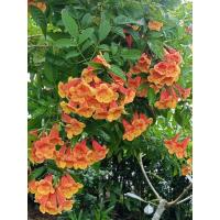 ราคา ต้นทองอุไรสีส้ม ทองอุไรสีส้ม (41269077130)