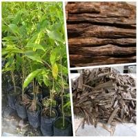 ราคา ต้นกฤษณา ไม้หอม ไม้เศรษฐกิจ ต้นสูง 80- 100 ซม. (6511521083)