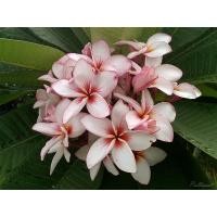 ราคา ต้นลีลาวดีสีขาว จี้เพชร (22975701393)