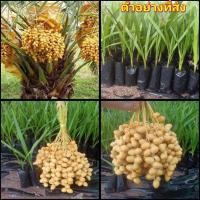 ราคา (2ต้น)(vาย ต้นพันธุ์) ต้น อินทผาลัมบาฮี อินทผลัมบาฮี อินทผาลัม อินทผลัม บาฮี happy (13591756279)