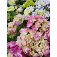 ราคา ดอกไฮเดรนเยีย1ต้นถุงดำเล็กเปลี่ยนสีตามสภาพอากาศ1ต้นถุงดำเล็ก (24694940067)