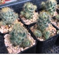 ราคา แมมเม็ดพริก (MammillariaProlifera) ลุ้นสีดอก ซื้อ 5 ต้นแถม 1 ต้น (คละสายพันธุ์ได้) แคคตัส กระบองเพชรราคาถูก (12501155984)