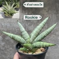 ราคา ต้นลิ้นมังกร Sansevieria Rookie (41022917200)