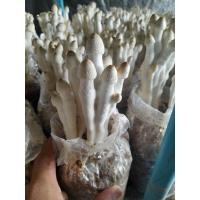 ราคา ก้อนเชื้อเห็ดโคนน้อย10ก้อน พร้อมคู่มือการเพาะ (21892362249)