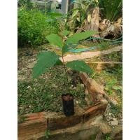 ราคา ต้นพันธุ์ ต้น เกาลัด ถุงดำต้นละ 99 บาท เกาลัดพันธุ์วาวี 2 ต้นเพาะเมล็ด (27463775807)