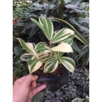 ราคา เอื้องหมายนาด่าง ขนาดถุง 4” (4088663653)