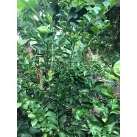 ราคา กิ่งพันธุ์มะนาวยักษ์ แบบตุ้มตอน (5395365298)