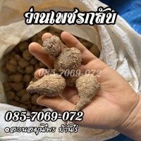 ราคา ว่านเพชรกลับ ; ขนาด 1 กิโลกรัม (หัวสด หัวพันธุ์ ปลูกได้ ทานดี) ว่านคงกระพันชาตรี เพชรกลับ (3678600179)