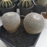 ราคา แมมนกฮูก Mammillaria Microthele (5135942298)