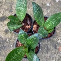 ราคา ต้นลิ้นมังกร SANSEVIERIA TRIFASCIATA ลิ้นมังกรเขียว (18806076251)