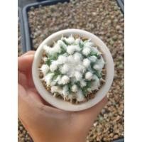 ราคา เเมมซุปเปอร์อิรุซามุด่าง (11166193049)