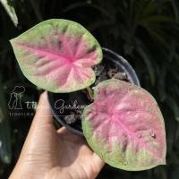 ราคา บอนสี ม่วงมงคล กระถาง4” ภาพสุดท้ายคือม่วงมงคลที่สวนตอนกัดสีแล้วสวยมากค่ะ #บอนสี #ม่วงมงคล (15913585958)