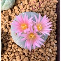 ราคา Lophophora fricii,Iboginkangyoku Lophophora fricii,Iboginkangyok เมล็ด Lophophora (26623623029)