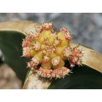 ราคา 03- โมโมทาโร่ ไม้กราฟ 1 ต้น # Cactus แคคตัส กระบองเพชร ไม้อวบน้ำ ไม้กราฟ ราคาถูก (9078915844)