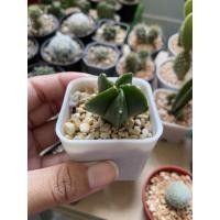ราคา แคสตัส มายริโอ กระบองเพชร ไม้หนาม (cactus) (4760420770)