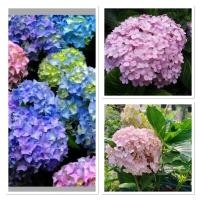 ราคา เมล็ดดอกไม้สวย ของแท้ 100% ต้นไฮเดรนเยีย พันธุ์บอนลูนพันธุ์ดอกใหญ่กลม (สินค้ามาใหม่) 50 เมล็ดดอกไฮเดรนเยีย ต้นไม้มงคล (12650906999)