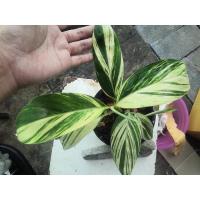 ราคา ข่าด่างเหลือง ข่าด่างยกกอ (10519881011)